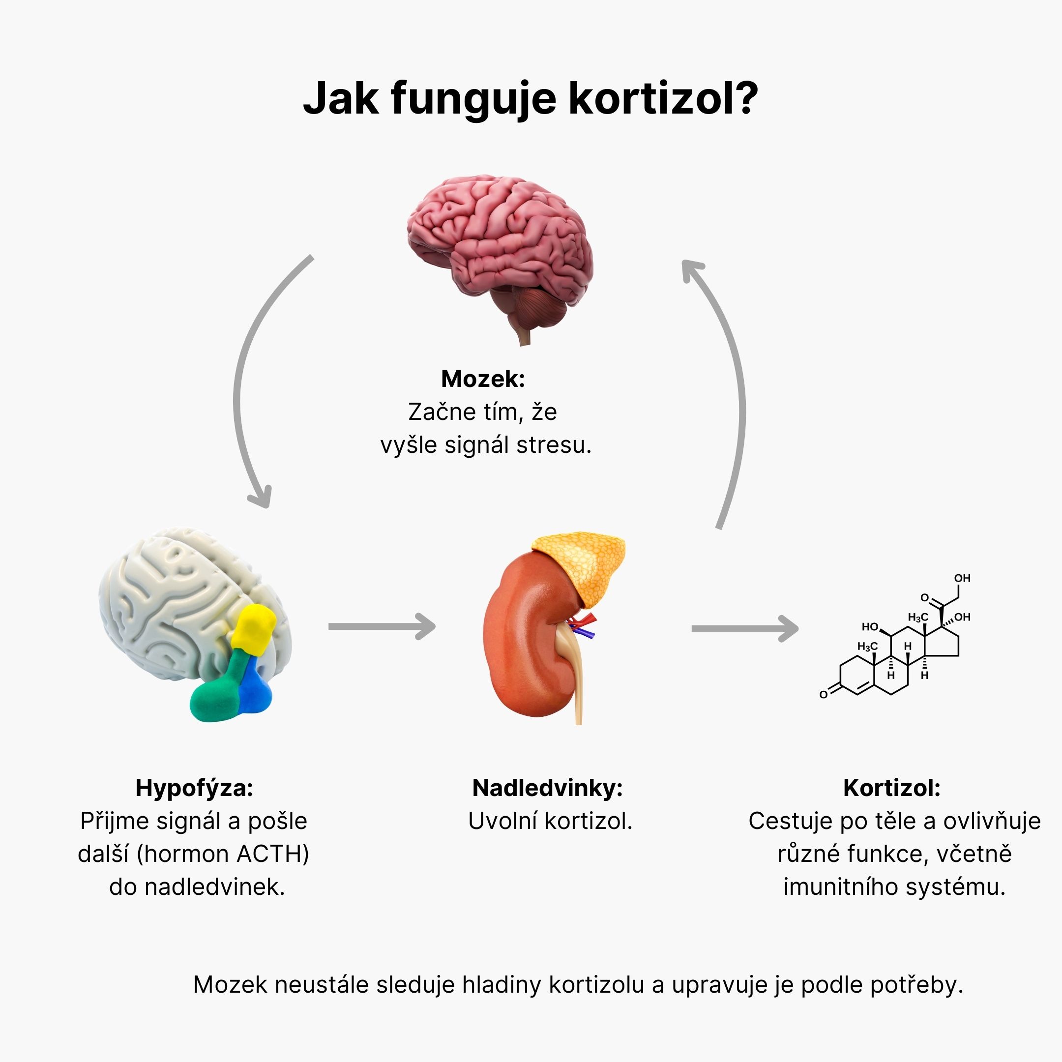 Jak funguje kortizol (1)